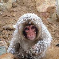 snow monkey