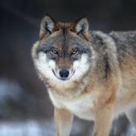 TheWolf