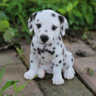 spottie2935