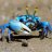 Mrcrabs